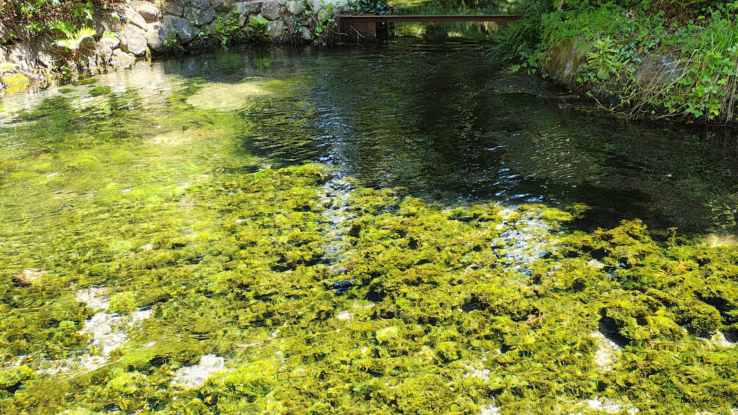 熊本県南阿蘇村の白川水源