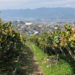 勝沼のぶどう畑から望む町並みと山々