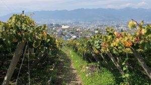 勝沼のぶどう畑から望む町並みと山々