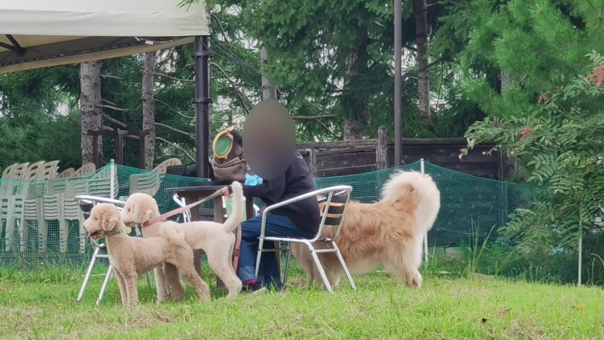 丹波ワインの屋外スペースで飼い主と過ごす3匹の犬