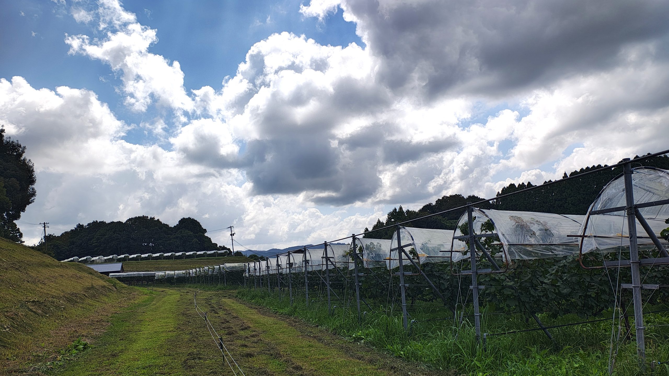 奥出雲葡萄園の葡萄畑と白い被覆資材
